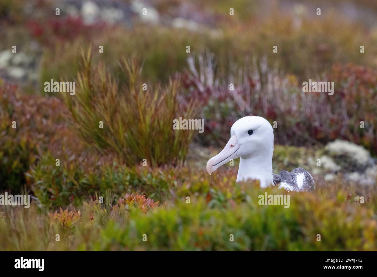 Nouvelle-Zélande, îles subantarctiques, îles Auckland. Enderby Island, la deuxième plus grande du groupe d'îles. Albatros royaux du Sud. Banque D'Images
