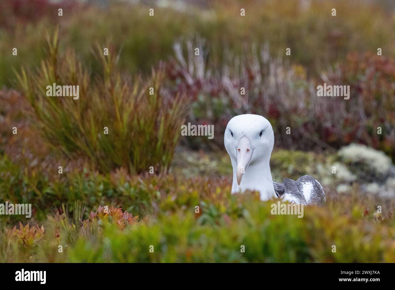 Nouvelle-Zélande, îles subantarctiques, îles Auckland. Enderby Island, la deuxième plus grande du groupe d'îles. Albatros royaux du Sud. Banque D'Images