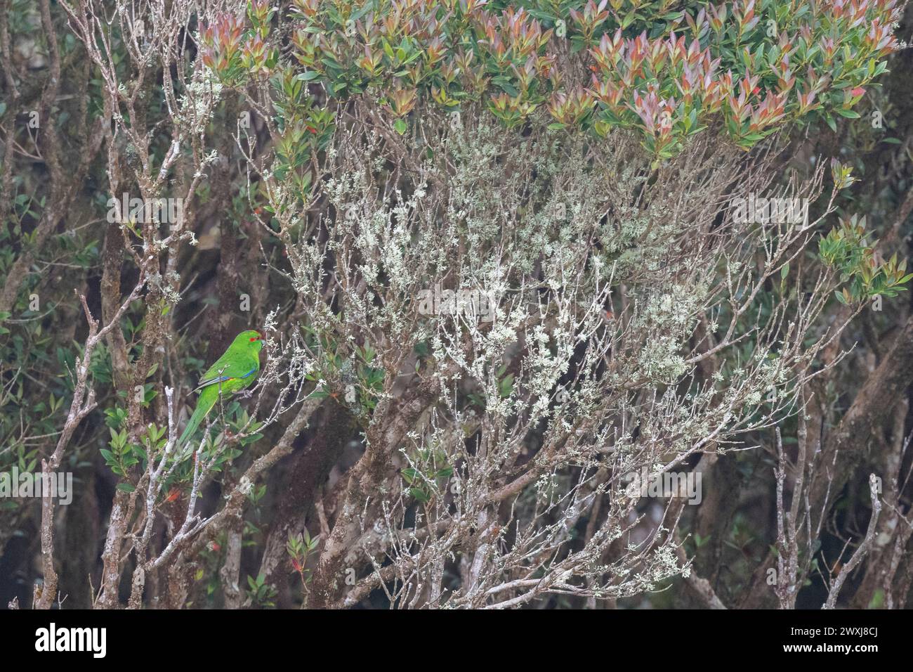 Nouvelle-Zélande, îles subantarctiques, îles d'Auckland, île d'Enderby. Perruche à couronne rouge, Cyanoramphus novaezelandiae novaezelandiae, dans la forêt de Rata. Banque D'Images