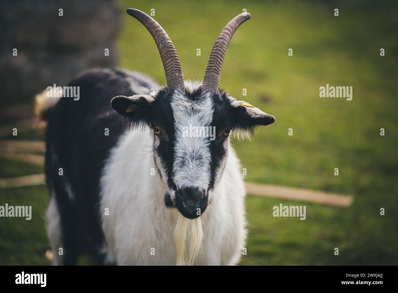 Pfauenziege (chèvre paon) Banque D'Images
