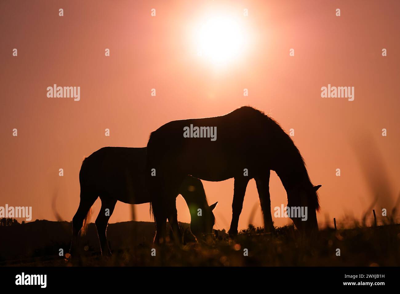 Silhouette de cheval broutant et beau fond de coucher de soleil en été Banque D'Images