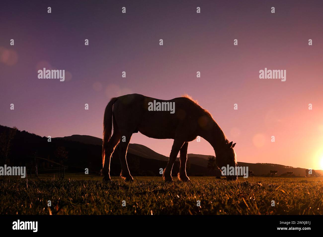 Silhouette de cheval broutant et beau fond de coucher de soleil en été Banque D'Images