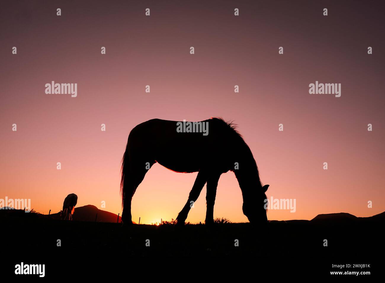 Silhouette de cheval broutant et beau fond de coucher de soleil en été Banque D'Images