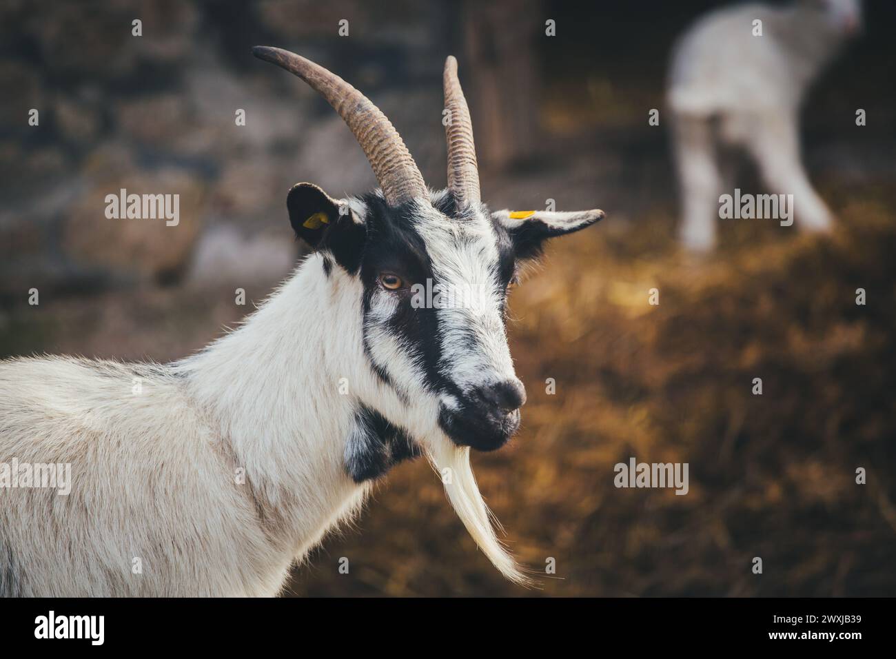 Pfauenziege (chèvre paon) Banque D'Images