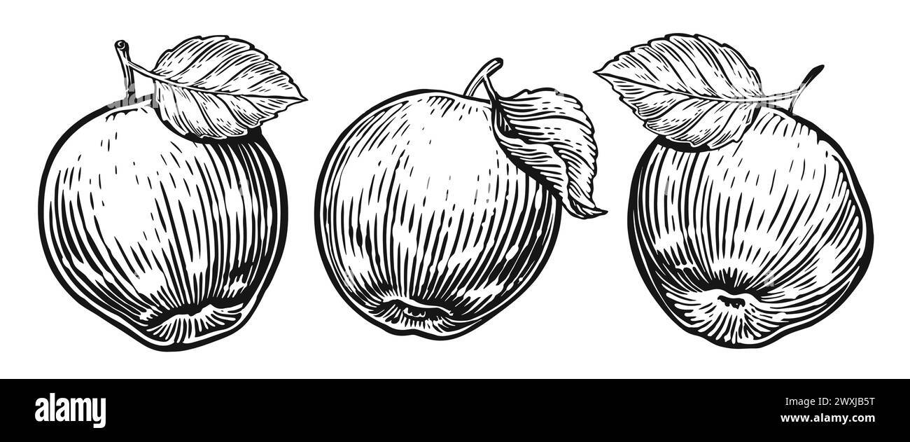 Pomme et feuille dessinées à la main. Croquis d'ensemble de fruits. Illustration en noir et blanc Illustration de Vecteur
