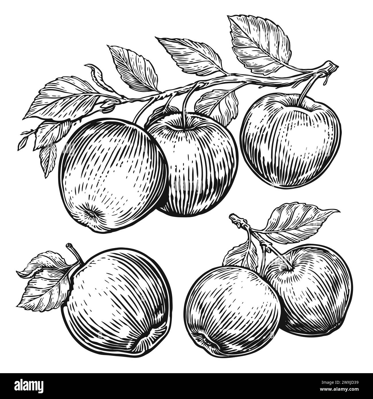 Ensemble de pommes dessinées à la main. Croquis de fruits. Illustration en noir et blanc Illustration de Vecteur