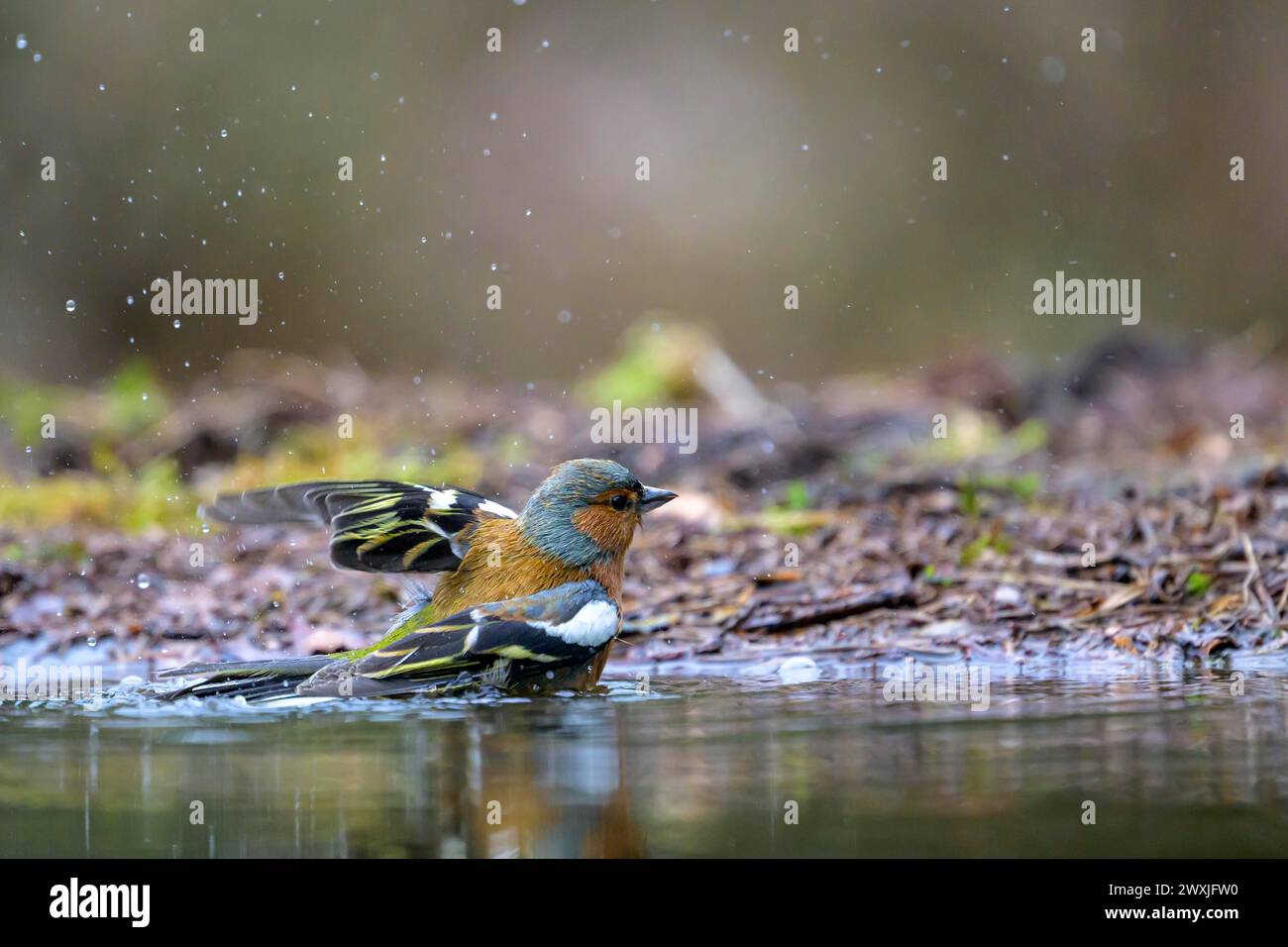 Un chaffinch commun humide (Fringilla coelebs) se prépare à voler hors de l'eau, Hesse, Allemagne Banque D'Images