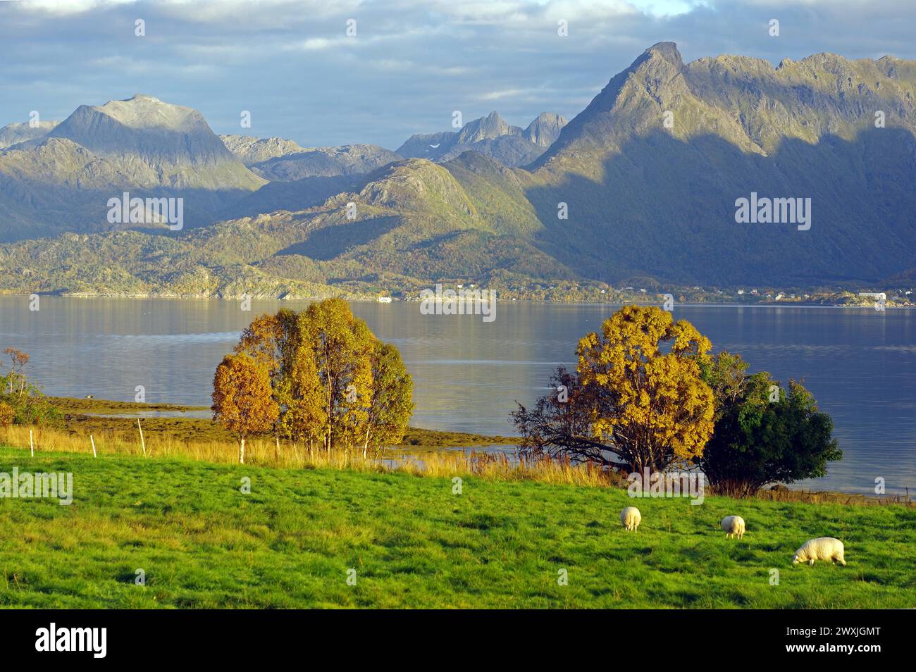 Moutons sur une prairie verte, fjord, automne, Vesteralen, Sortland, Norvège Banque D'Images