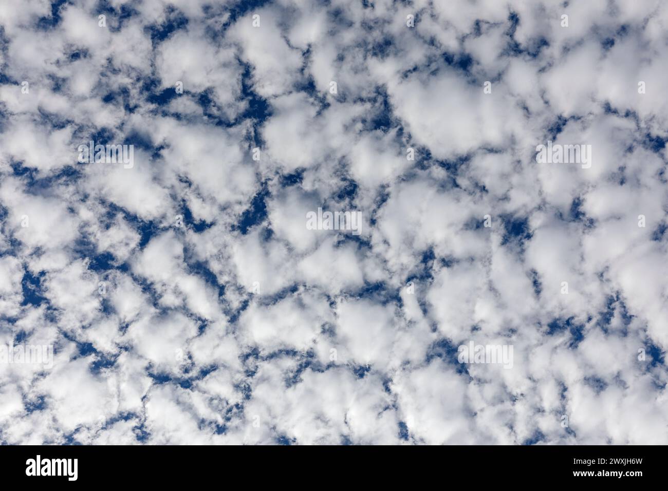 Nuages blancs moelleux et ciel bleu. Regardant droit vers le haut. Banque D'Images