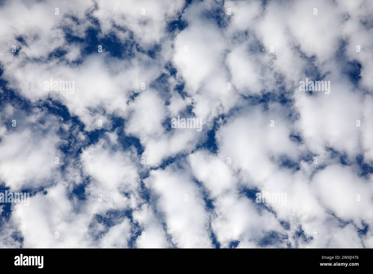 Nuages blancs moelleux et ciel bleu. Regardant droit vers le haut. Banque D'Images