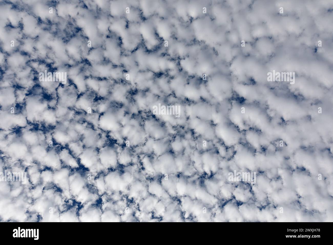 Nuages blancs moelleux et ciel bleu. Regardant droit vers le haut. Banque D'Images