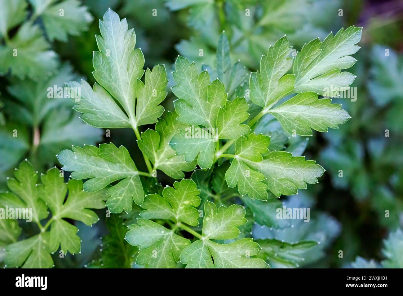 Gros plan de persil à feuilles plates (Petroselinum crispum) poussant dans un jardin. Banque D'Images