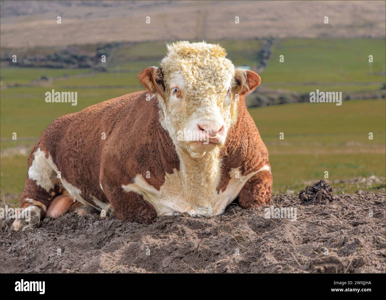 Grand HerefordBull reposant sur un tas de terre dans la campagne de la péninsule de Dingle Banque D'Images