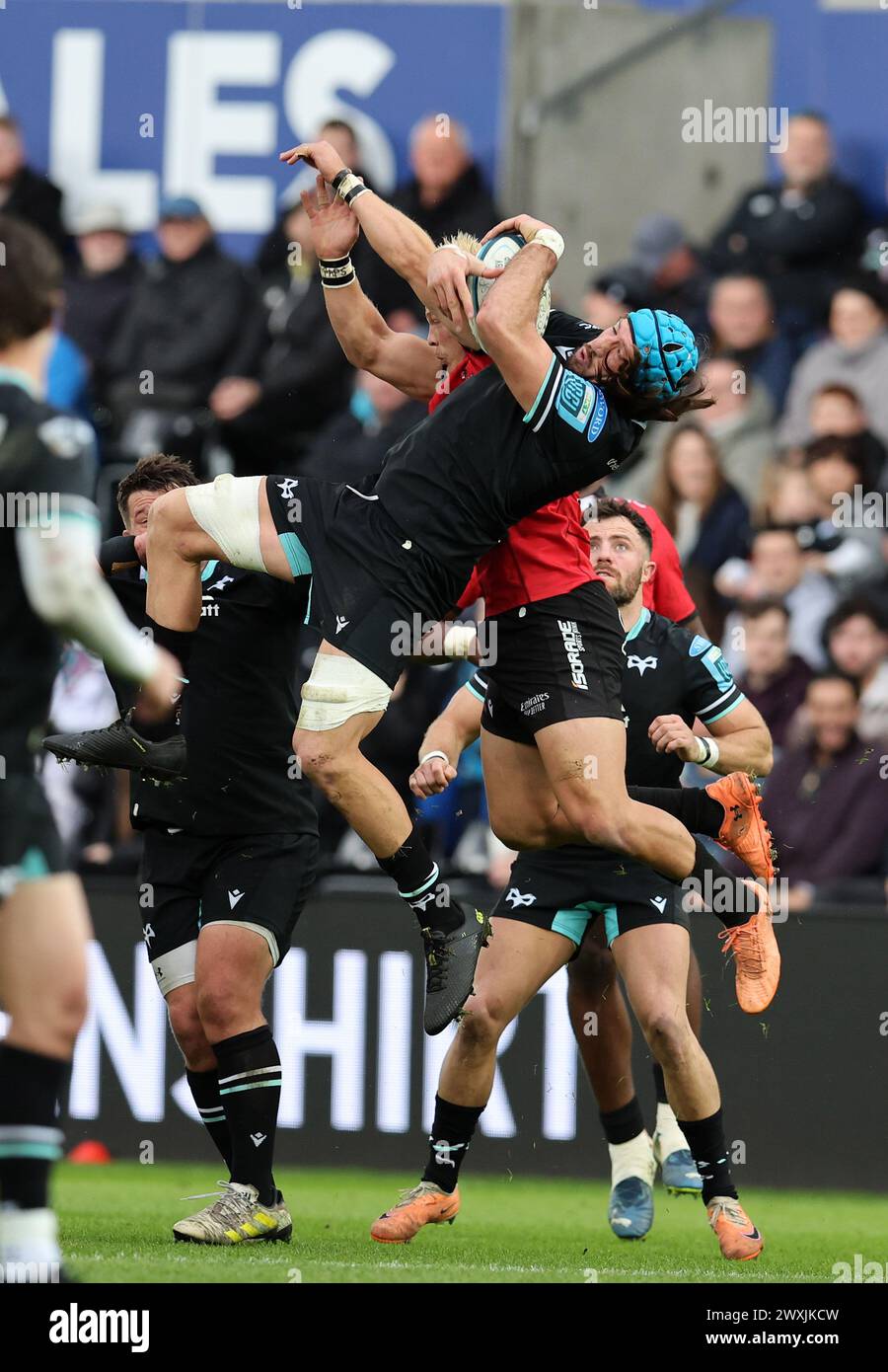 Swansea, Royaume-Uni. 30 mars 2024. Justin Tipuric des Ospreys tombe à terre. bille. United Rugby Championship, Ospreys contre Emirates Lions au stade Swansea.com de Swansea, pays de Galles du Sud, samedi 30 mars 2024. photo by Andrew Orchard/Alamy Live News Banque D'Images