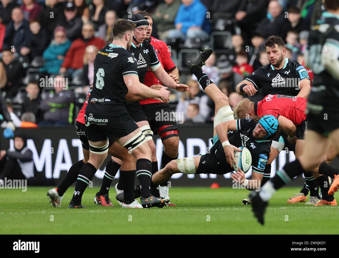 Swansea, Royaume-Uni. 30 mars 2024. Justin Tipuric des Ospreys tombe à terre. bille. United Rugby Championship, Ospreys contre Emirates Lions au stade Swansea.com de Swansea, pays de Galles du Sud, samedi 30 mars 2024. photo by Andrew Orchard/Alamy Live News Banque D'Images