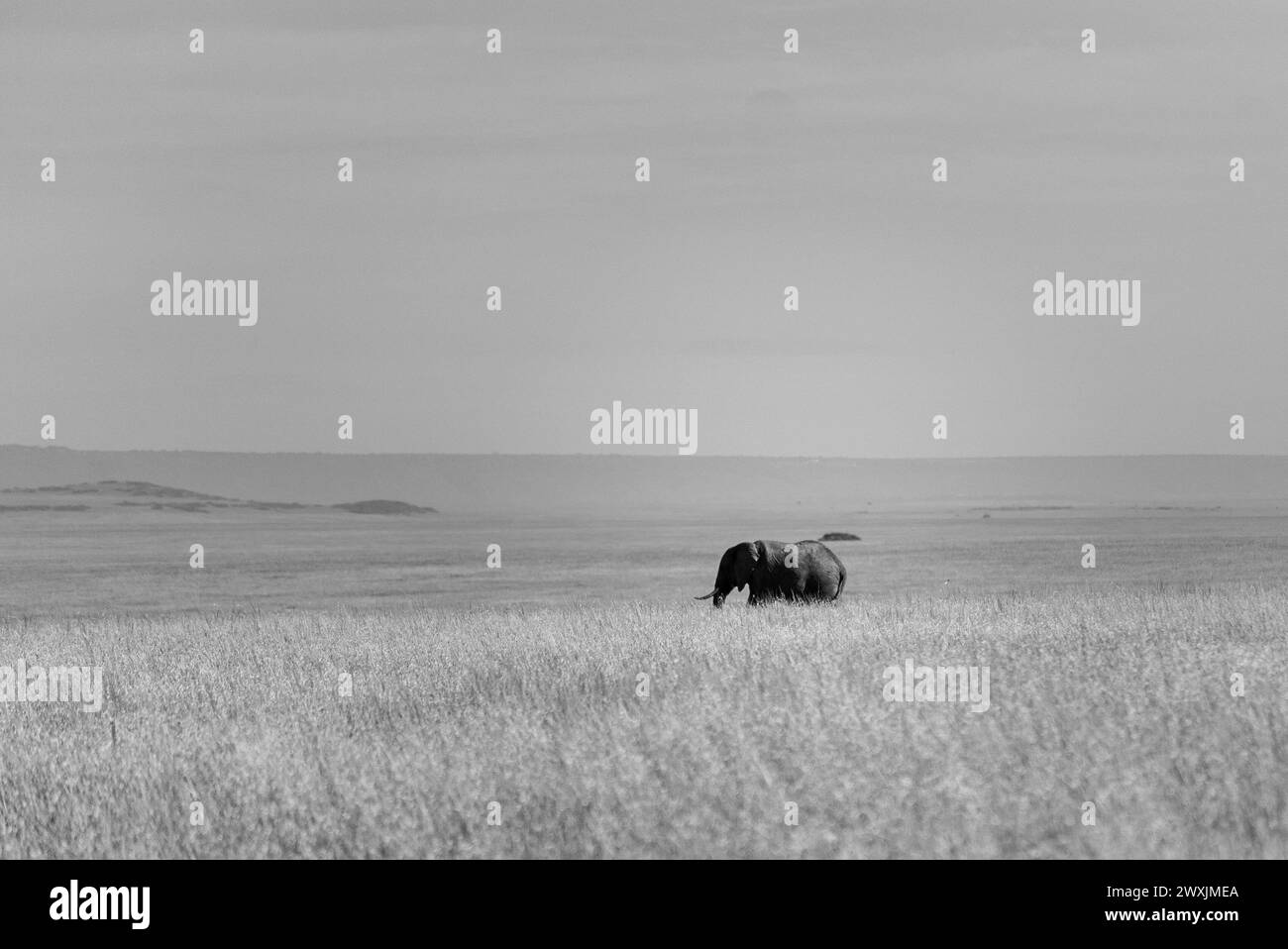 Kenya les éléphants amboseli sont une véritable merveille Banque D'Images