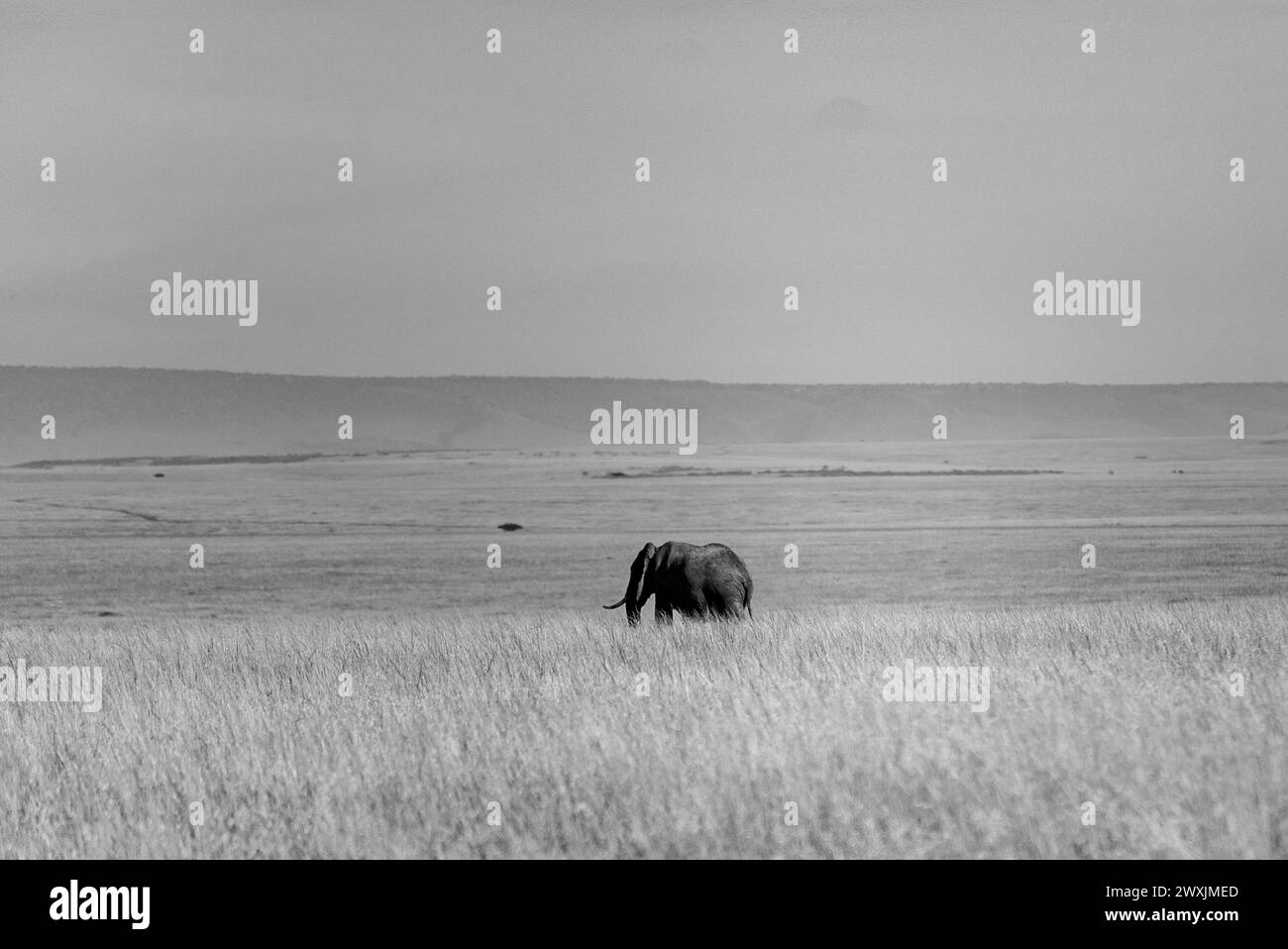 Kenya les éléphants amboseli sont une véritable merveille Banque D'Images