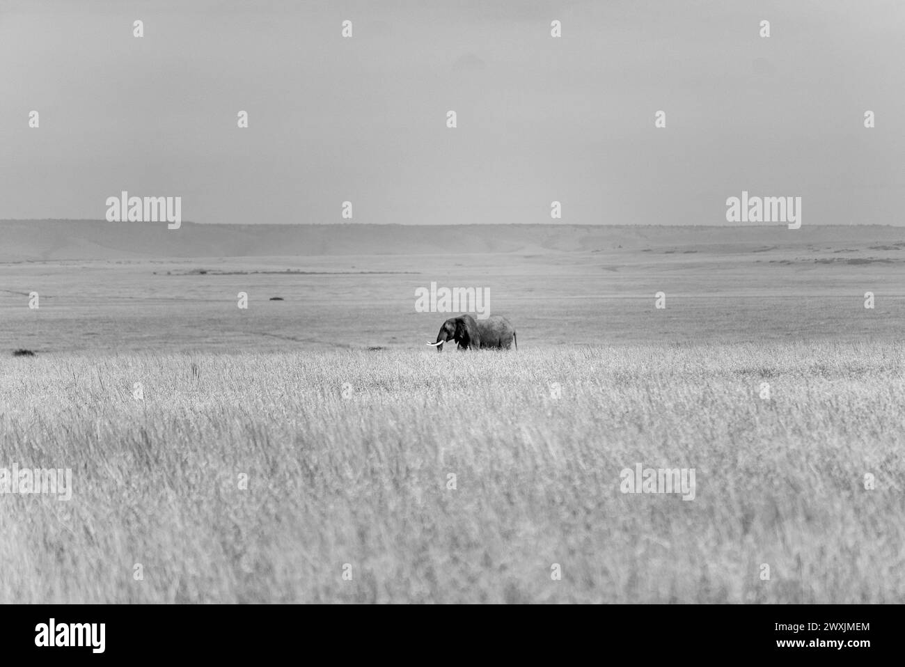 Groupe d'éléphants au kenya amboseli pendant une journée nuageuse Banque D'Images