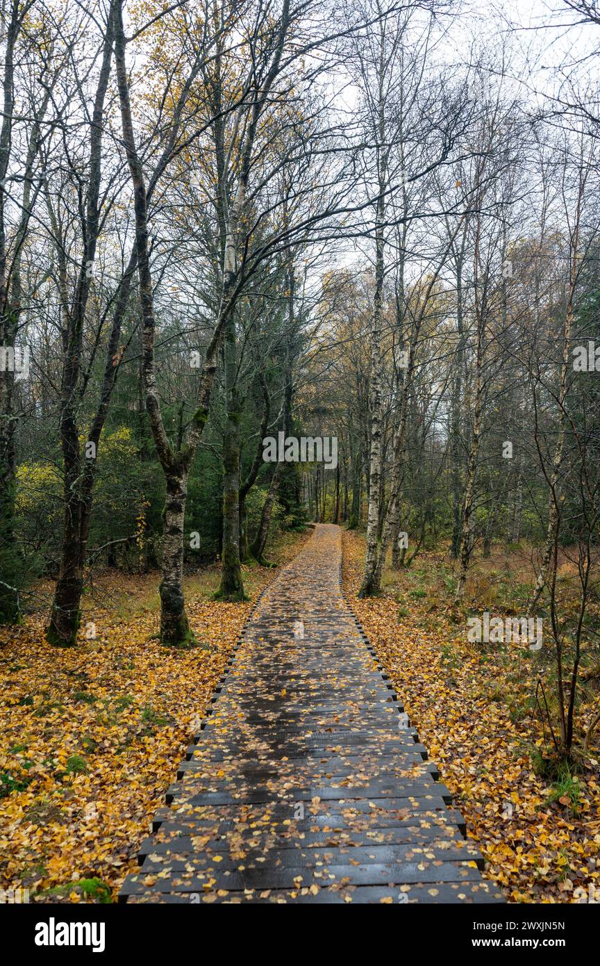 Passerelle en bois dans la lande de Schwarzes dans le Rhoen, Bavière, Allemagne, en automne après la pluie Banque D'Images