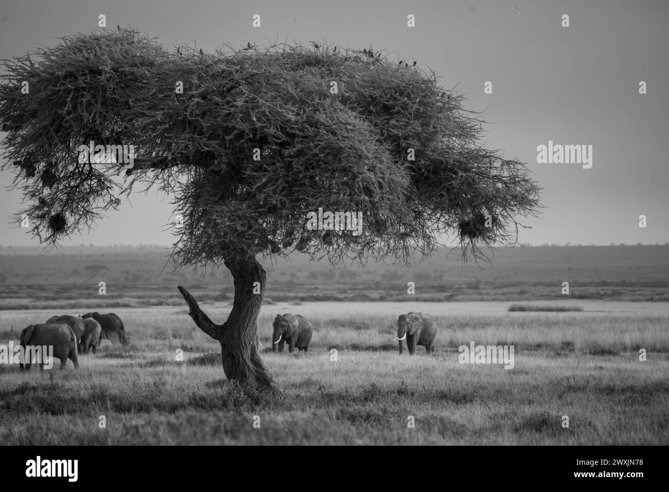 Groupe d'éléphants au kenya amboseli pendant une journée nuageuse Banque D'Images