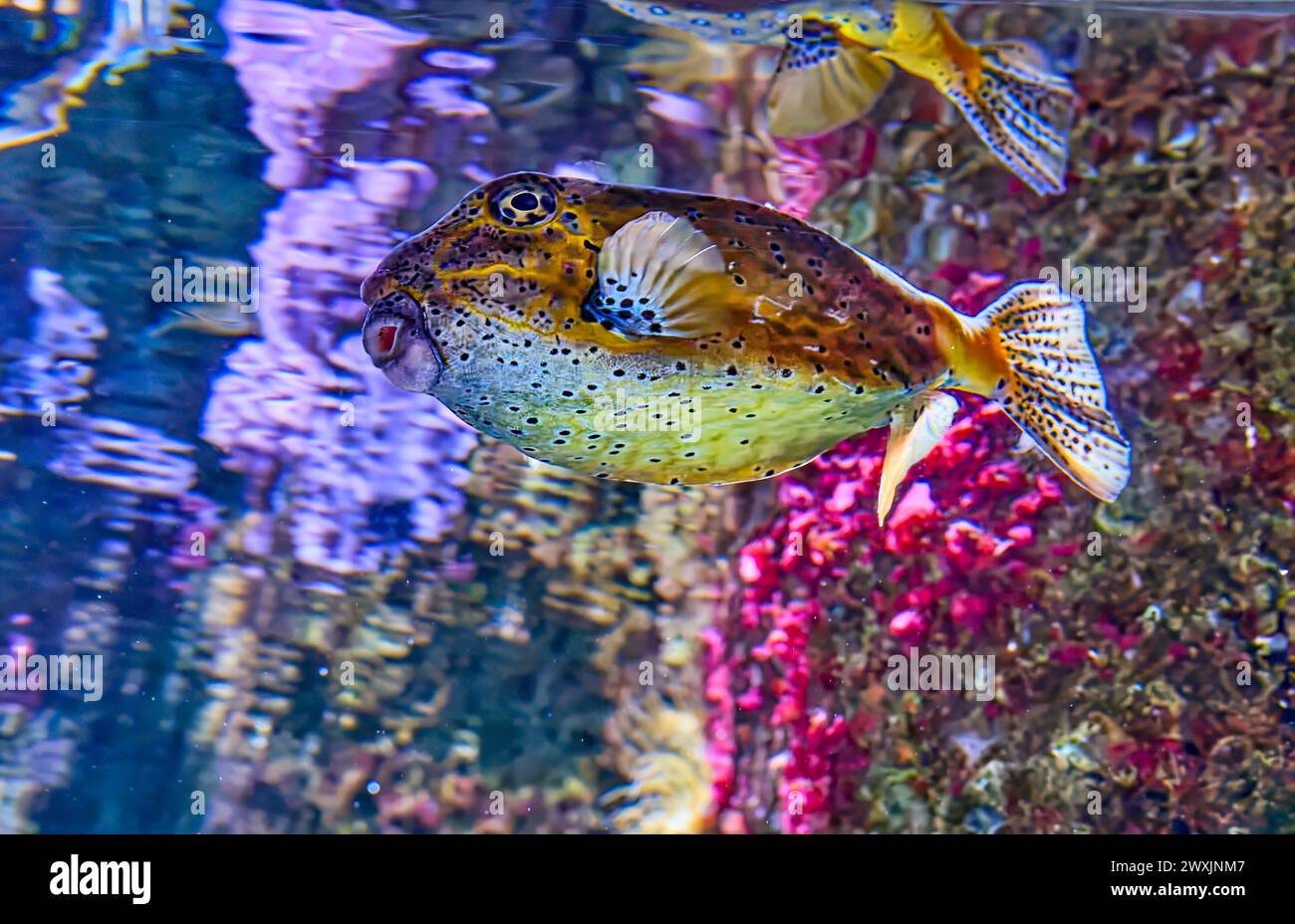 Cubicus Ostracion poisson près du corail Banque D'Images