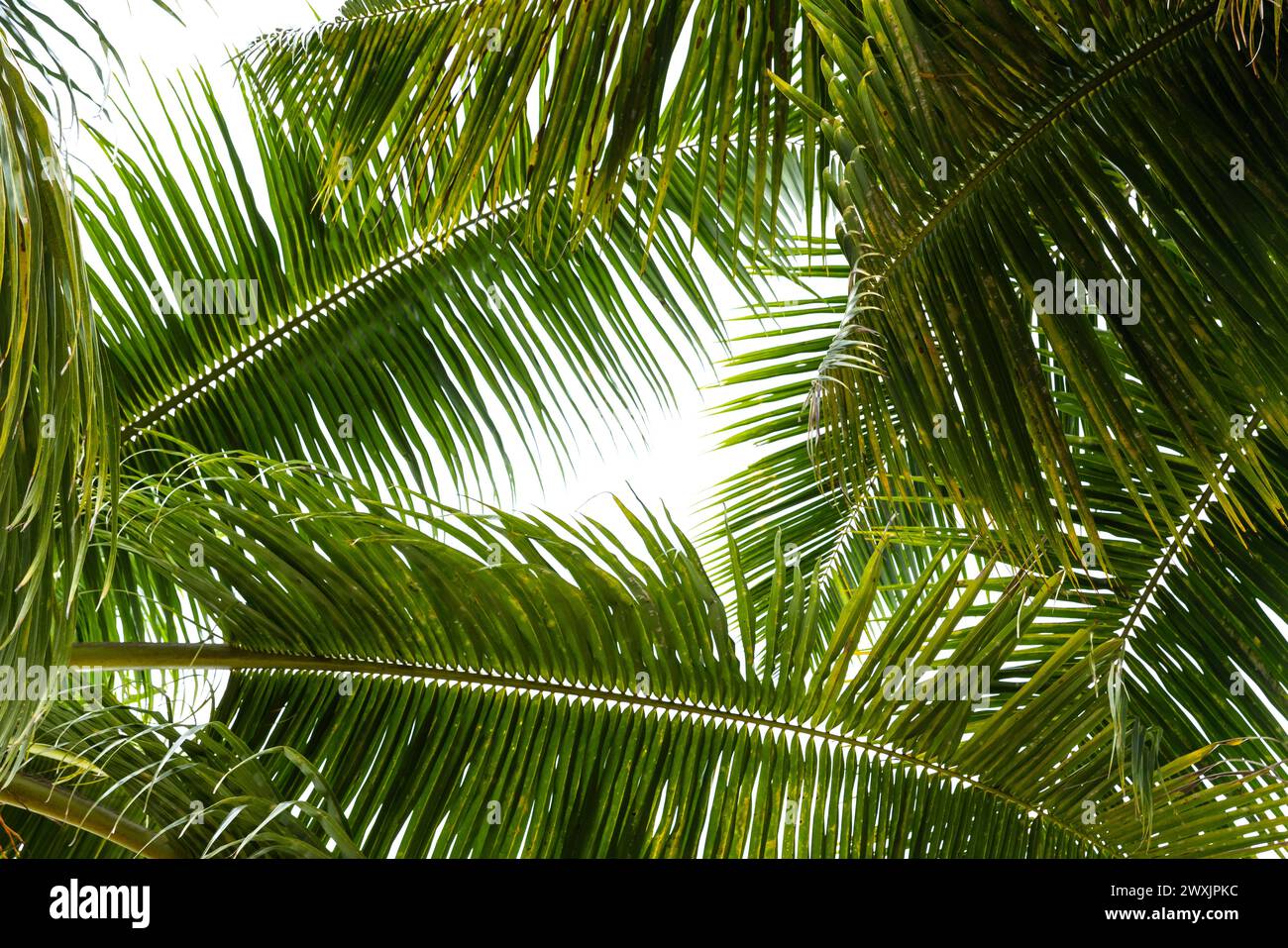 Photo de fond tropique, feuilles de palmier vertes sous un ciel lumineux par une journée ensoleillée Banque D'Images