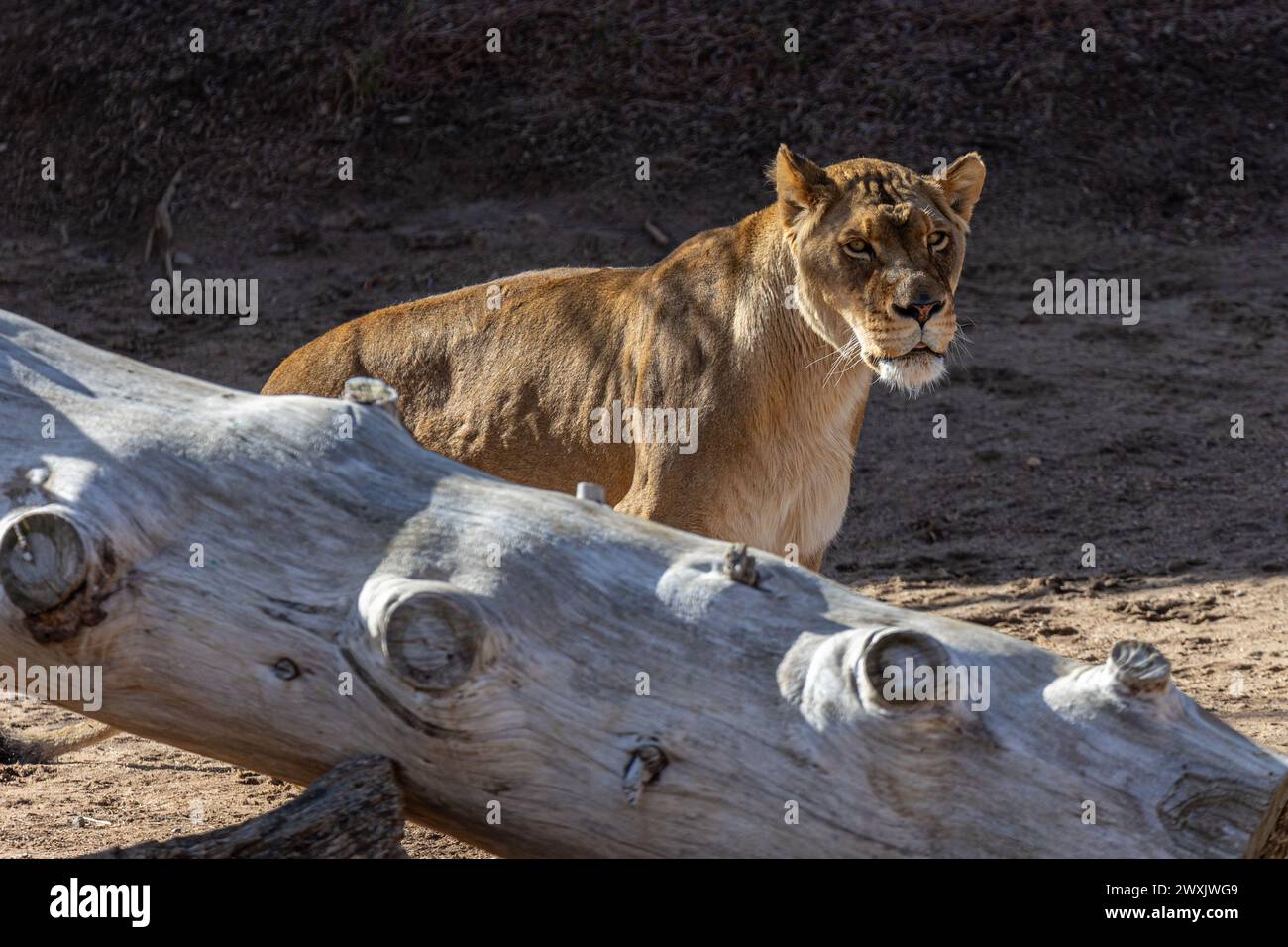 Un gros lion debout près d'une grosse bûche sur le sol Banque D'Images