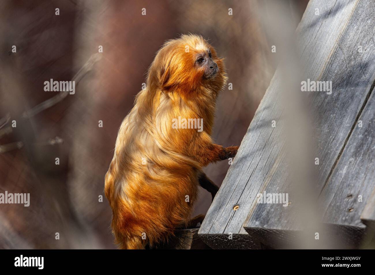 Singe perché sur une rampe en bois, regardant dehors Banque D'Images