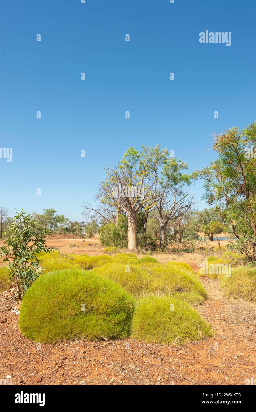 Paysage typique de spinifex et de boabas près de Fitzroy Crossing, Australie occidentale, Australie occidentale, Australie occidentale Banque D'Images