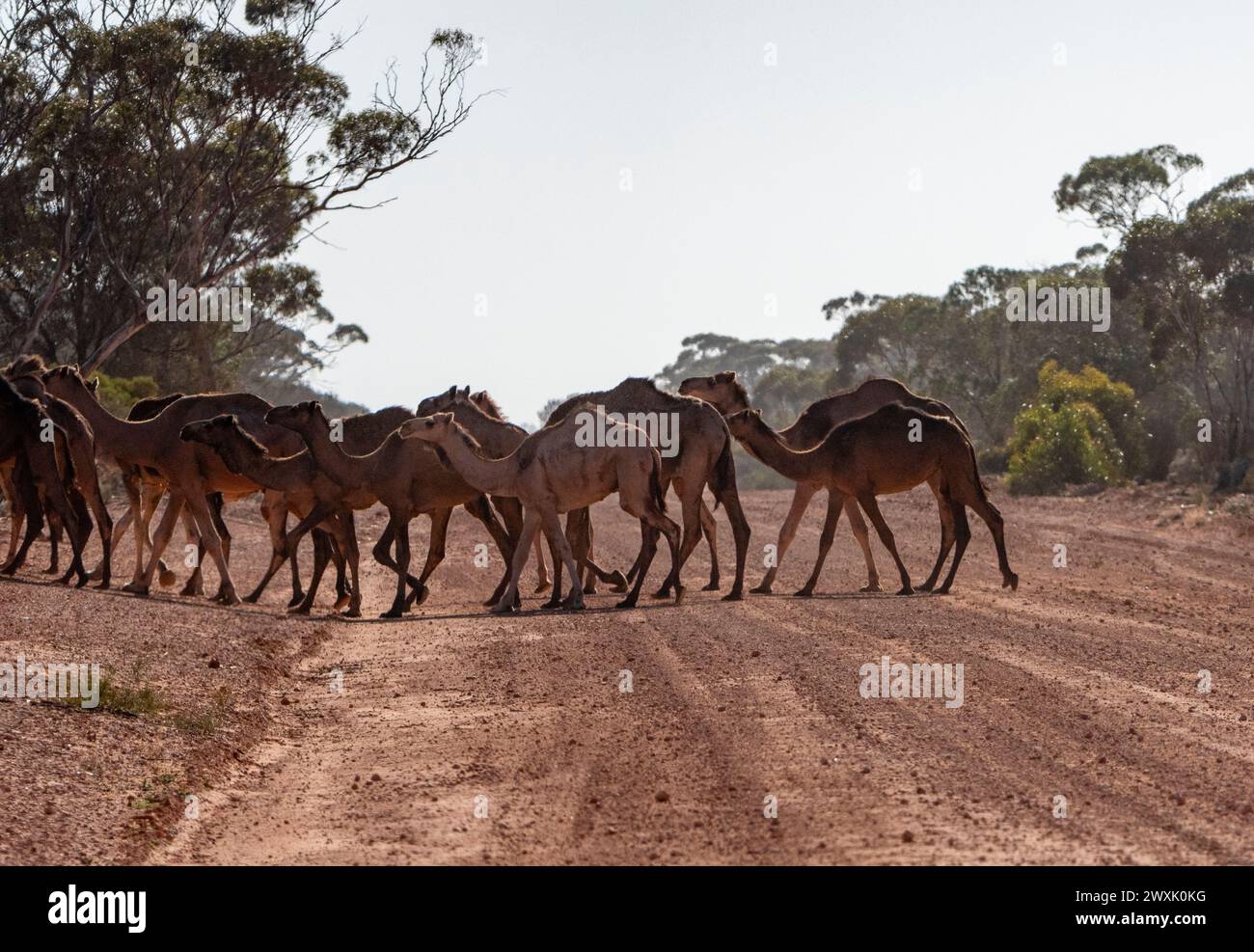 Chameaux sauvages (Camelus dromedarius) sur la TRANS Access Road, Nullarbor, Western Australia, WA, Australie Banque D'Images