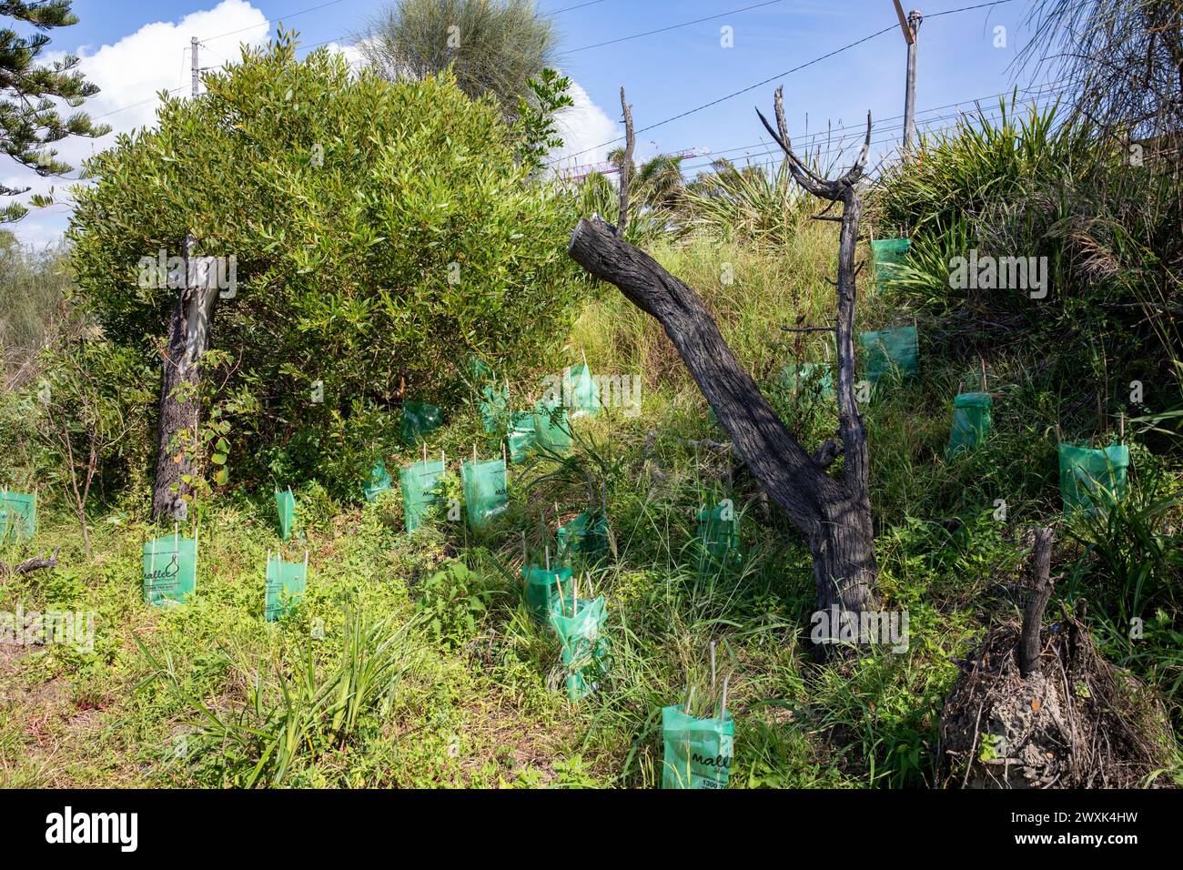 Newport Beach Sydney, nouvelles plantules plantées pour aider à la régénération du Bush, Australie, 2024 Banque D'Images