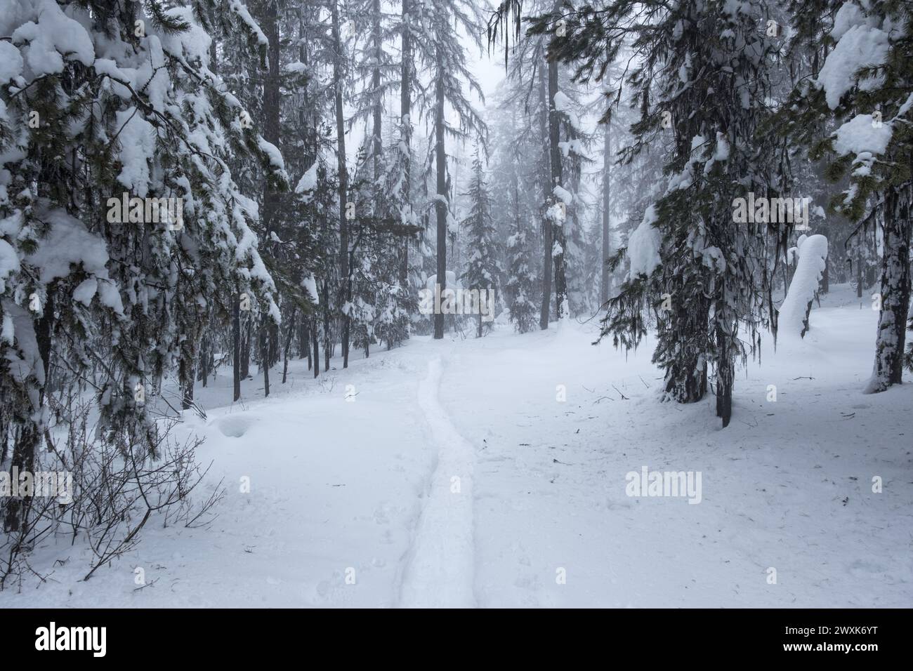 Le sentier de raquettes mène au centre de l'image. De récentes chutes de neige alourdissent les branches de cette forêt de conifères près d'Oliver, en Colombie-Britannique Banque D'Images
