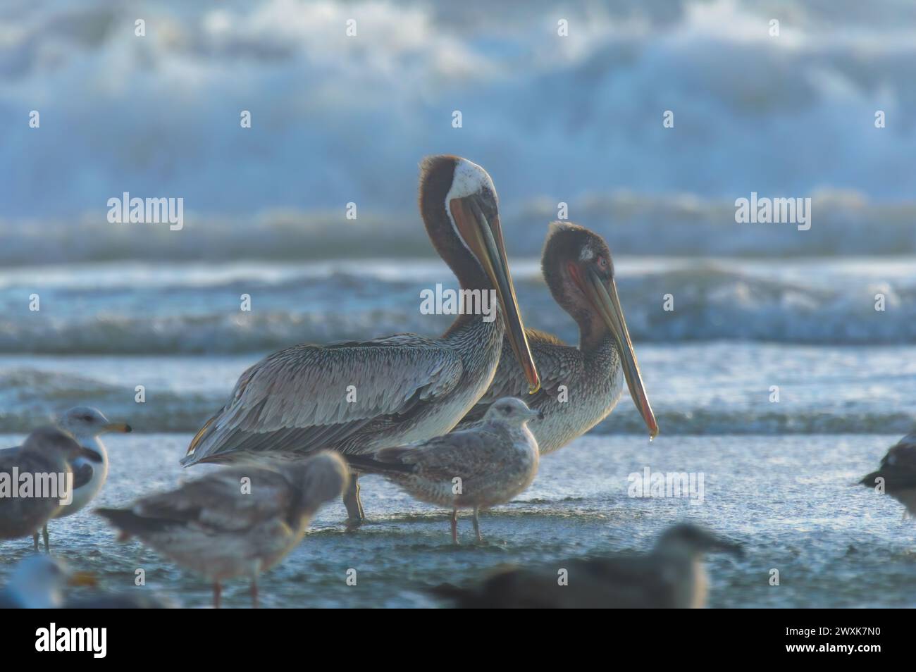 Pélicans bruns (Pelecanus occidentalis) et goélands de Californie (Larus californicus) à Rosarito Beach, basse-Californie avec des vagues brisantes d'OC du Pacifique Banque D'Images