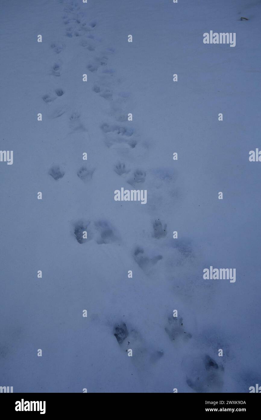 Empreintes de pas de singe des neiges dans la neige, Gifu, Japon Banque D'Images