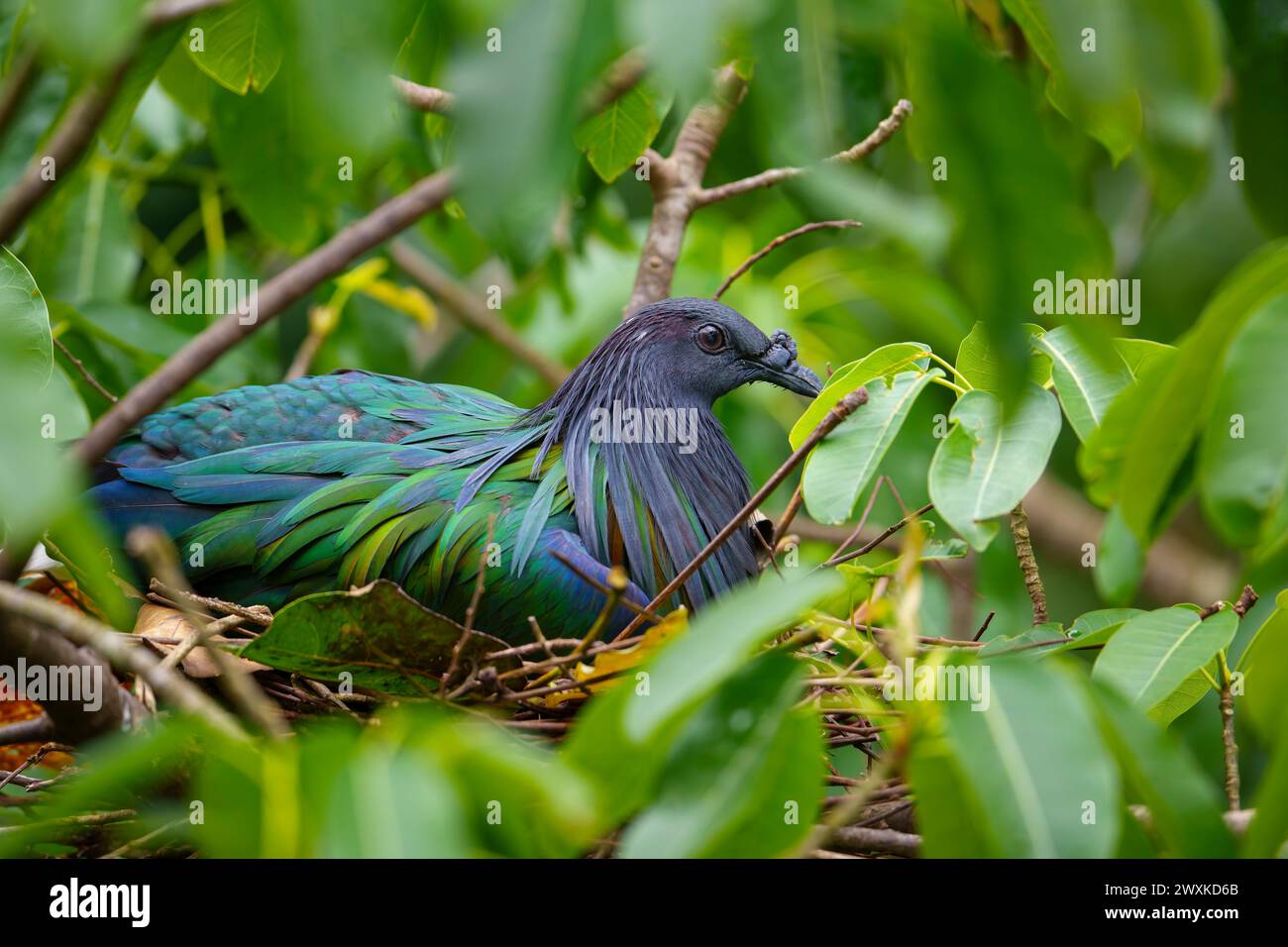 Pigeon Nicobar assis sur le nid dans un arbre Banque D'Images