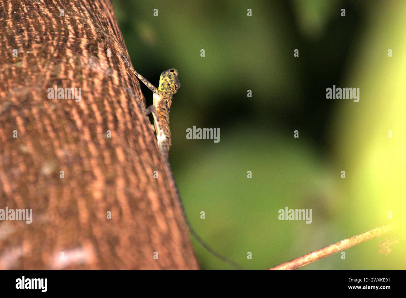 Un lézard planant sauvage ligné de Sulawesi (Draco spilonotus) se déplaçant sur un arbre dans les réserves naturelles de Tangkoko, Sulawesi du Nord, Indonésie. Le changement climatique modifie les niches environnementales, ce qui amène les espèces à modifier leur aire de répartition en suivant leur niche écologique, ce qui pourrait être un inconvénient en termes de gestion efficace de la biodiversité, selon nature Climate change. Un rapport d'une équipe de scientifiques dirigée par Marine Joly, basé sur des recherches menées de 2012 à 2020, a révélé que la température augmente jusqu'à 0,2 degrés Celsius par an dans la forêt de Tangkoko, et... Banque D'Images