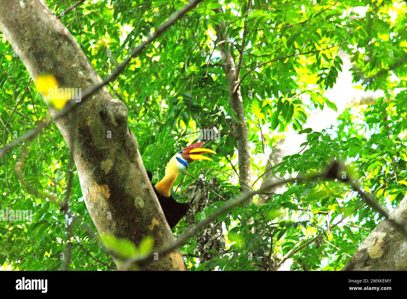 Un individu mâle de bec de corne à boutons (Rhyticeros cassidix) lève les yeux, alors qu'il se perche sur une branche d'arbre dans la réserve naturelle de Tangkoko, dans le nord du Sulawesi, en Indonésie. Le changement climatique modifie les niches environnementales, ce qui amène les espèces à modifier leur aire de répartition en suivant leur niche écologique, ce qui pourrait être un inconvénient en termes de gestion efficace de la biodiversité, selon nature Climate change. Un rapport d'une équipe de scientifiques dirigée par Marine Joly, basé sur des recherches menées de 2012 à 2020, a révélé que la température augmente jusqu'à 0,2 degrés Celsius par an... Banque D'Images