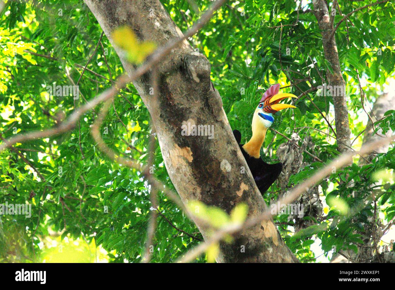 Un individu mâle de bec de corne à boutons (Rhyticeros cassidix) lève les yeux, alors qu'il se perche sur une branche d'arbre dans la réserve naturelle de Tangkoko, dans le nord du Sulawesi, en Indonésie. Le changement climatique modifie les niches environnementales, ce qui amène les espèces à modifier leur aire de répartition en suivant leur niche écologique, ce qui pourrait être un inconvénient en termes de gestion efficace de la biodiversité, selon nature Climate change. Un rapport d'une équipe de scientifiques dirigée par Marine Joly, basé sur des recherches menées de 2012 à 2020, a révélé que la température augmente jusqu'à 0,2 degrés Celsius par an... Banque D'Images