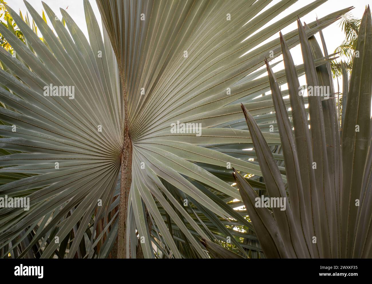 Bismarckia nobilis ou palmier Bismarck, un palmier pour un politicien. Banque D'Images