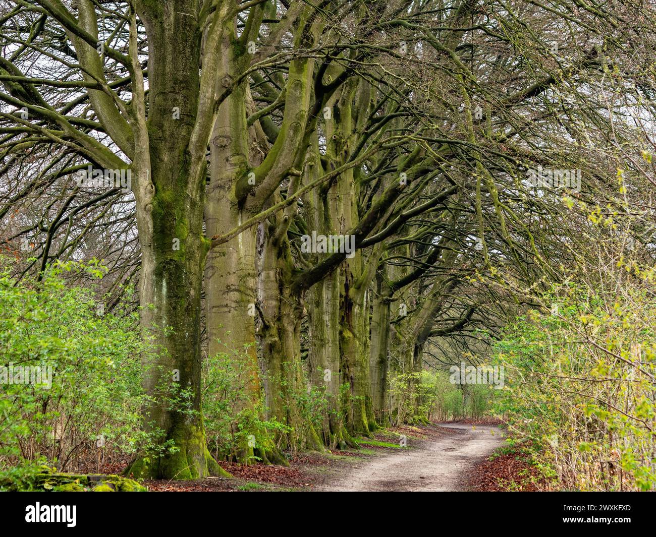 Dieren, pays-Bas. 30 mars 2024. Une vue sur une zone de promenade entourée de grands arbres. Malgré les fluctuations du soleil et de la pluie, la température a été maintenue stable pendant le week-end de Pâques. Les familles et les touristes ont pu visiter les espaces naturels du pays, faire du vélo le long des digues et des forêts ou se promener. Crédit : SOPA images Limited/Alamy Live News Banque D'Images