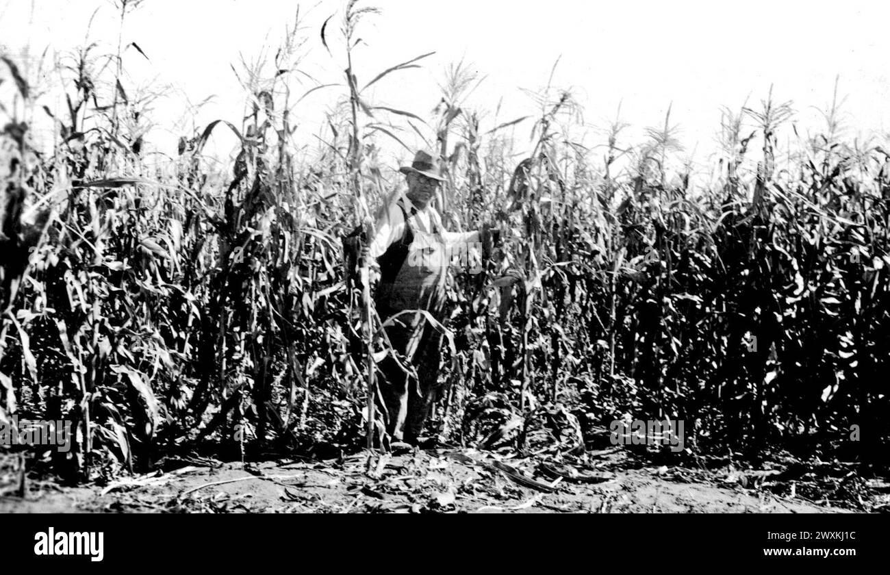 Agriculteur debout dans un champ de maïs dans le Dakota du Sud qui n'avait reçu aucune pluie depuis des semaines environ. 1934 Banque D'Images