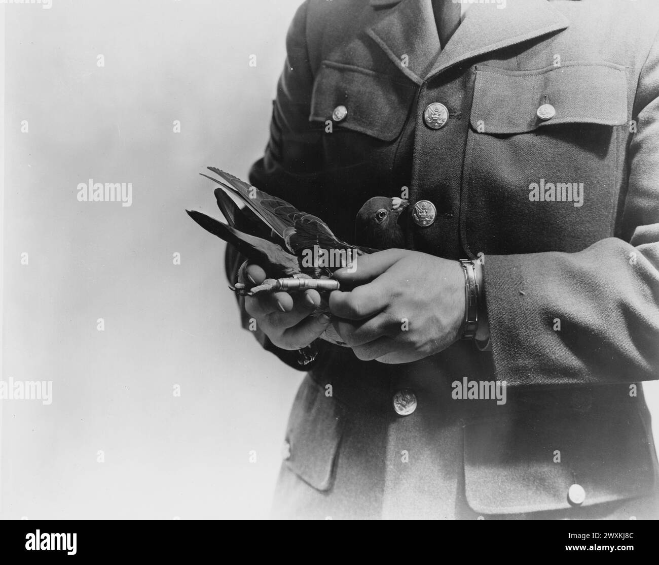 Soldat attache une capsule de message à la jambe du pigeon porteur CA. probablement 1930s. Banque D'Images Soldat attache une capsule de message à la jambe du pigeon porteur CA. probablement 1930s. Banque D'Images