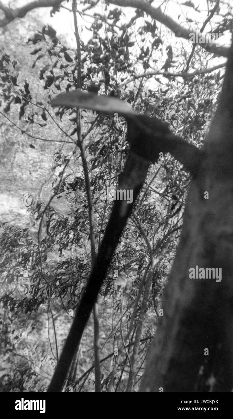 Une hache coincée dans un tronc d'arbre CA. 1936-1942 Banque D'Images