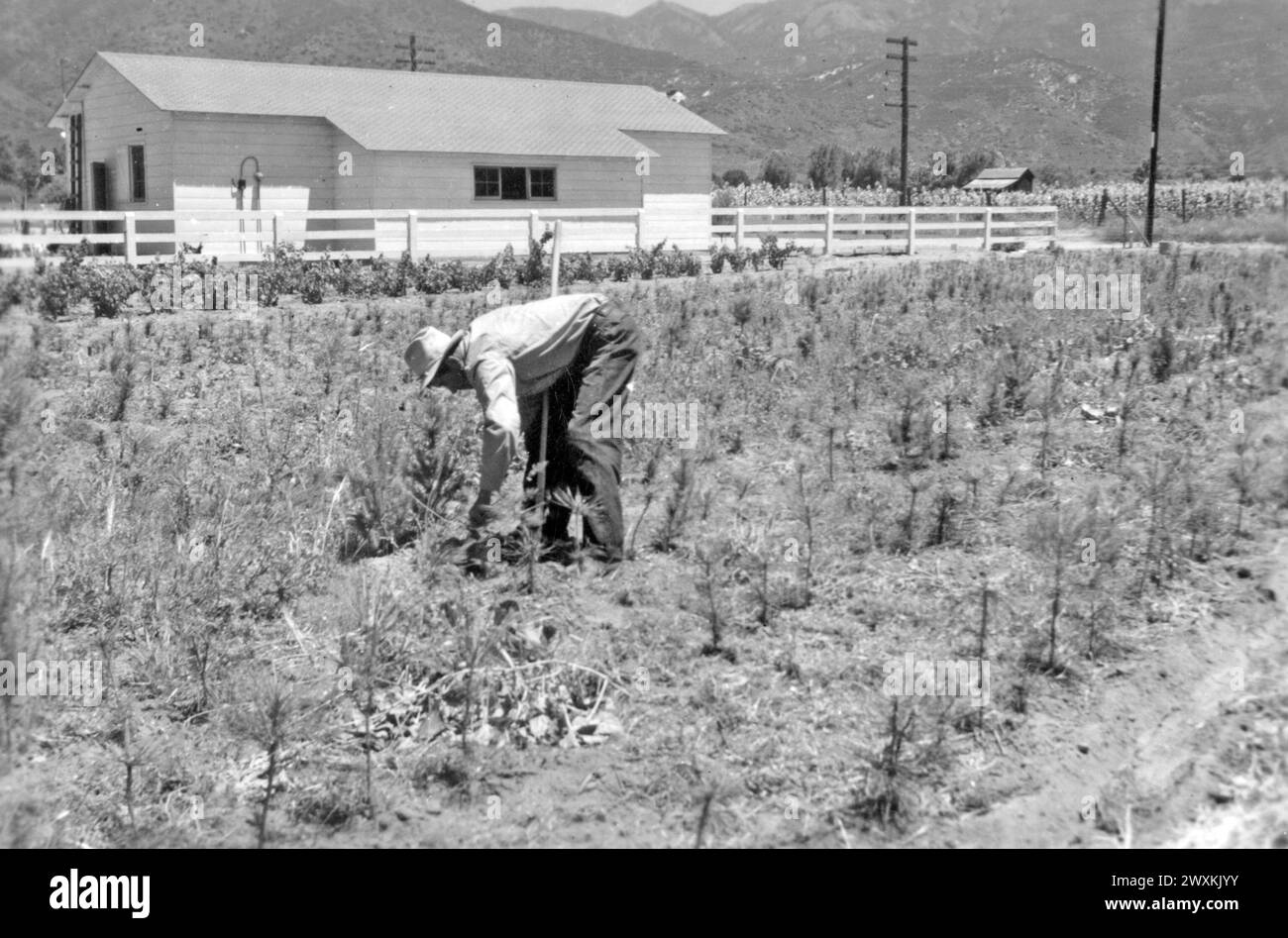 Agriculteur travaillant sur sa ferme dans la Californie rurale CA. 1936-1942 Banque D'Images