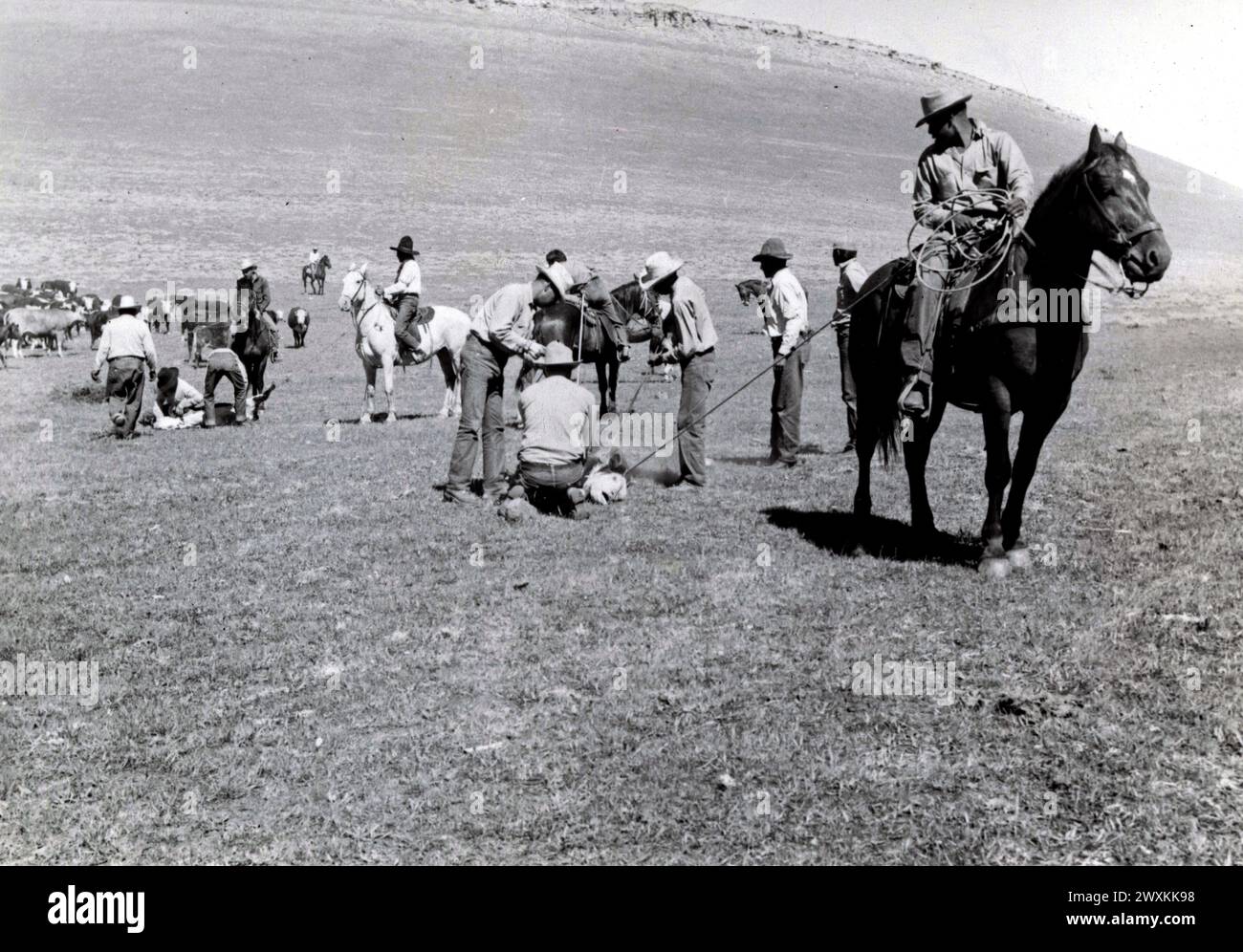 Les cow-boys amérindiens qui marquent le bétail dans un ranch du Wyoming CA. années 1940 Banque D'Images