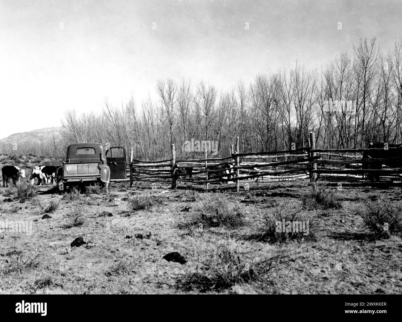 Une camionnette Ford vintage, avec une porte ouverte, sur un ranch dans le Wyoming, vaches en arrière-plan CA. 1930s ou 1940s. Banque D'Images