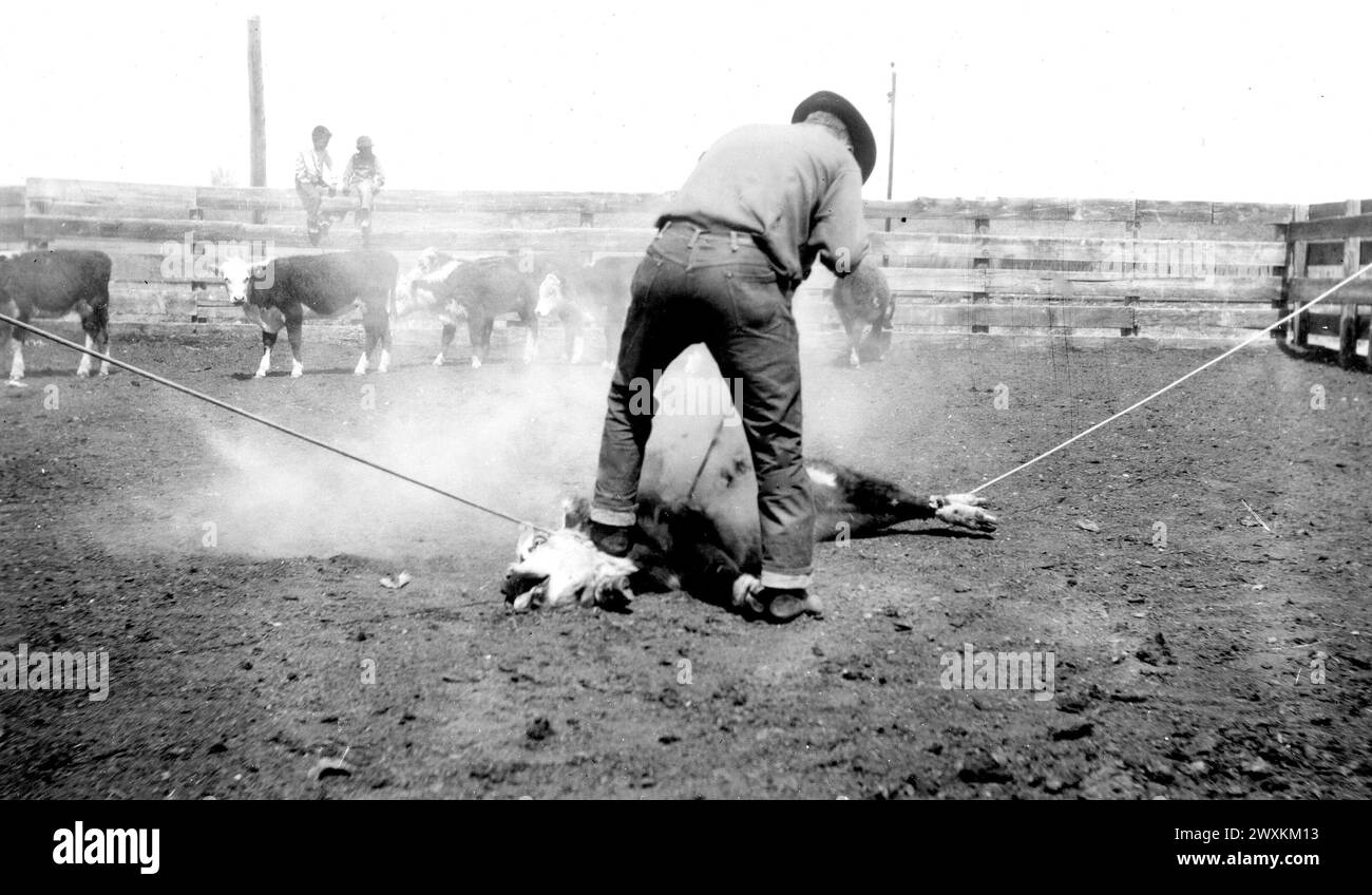 Cow-boy marquant un veau dans un ranch du Wyoming CA. 1940s ou 1950s. Banque D'Images