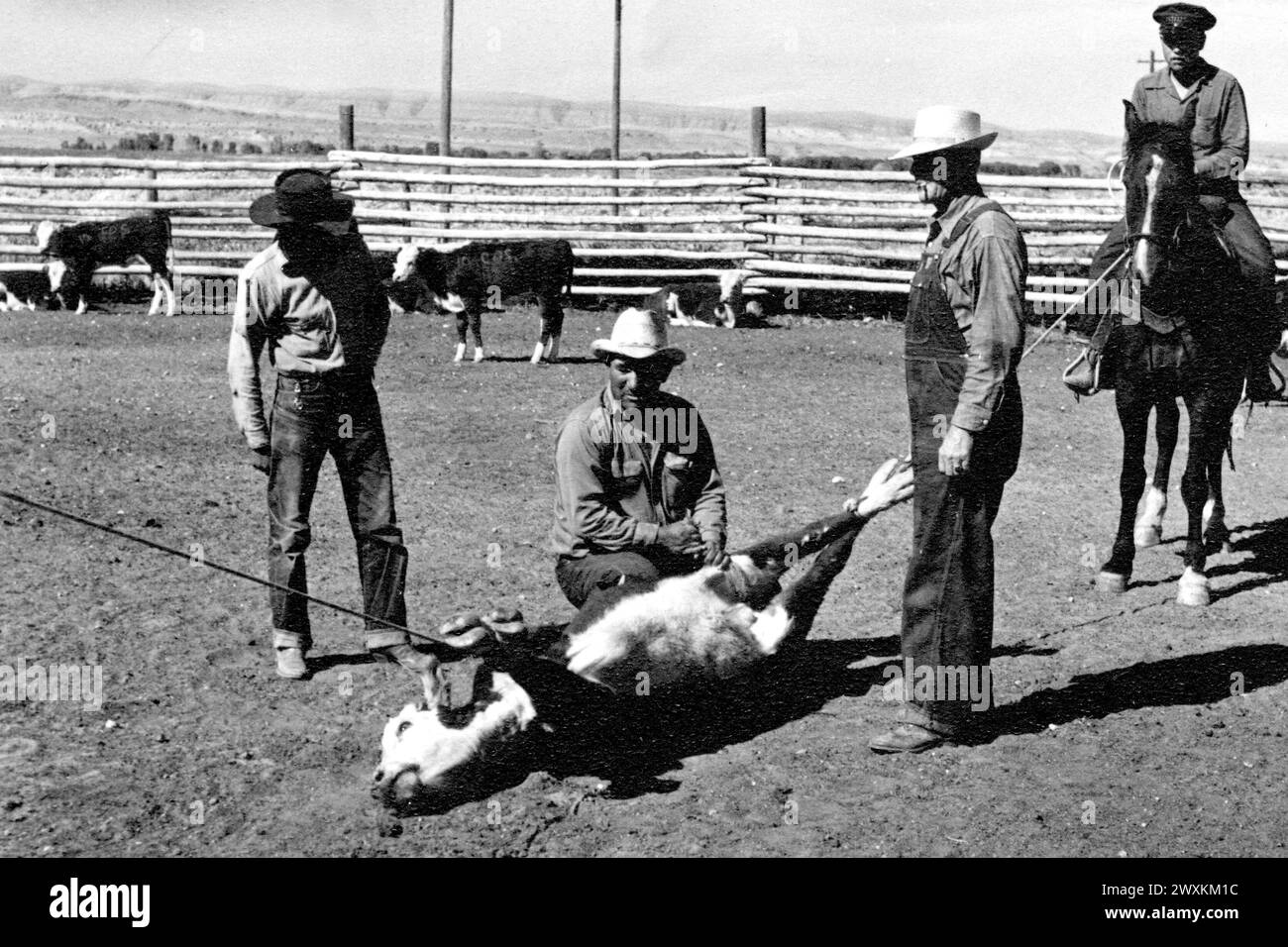 Cow-boys amérindiens sur un ranch du Wyoming avec le veau attaché pour la marque CA. 1938 Banque D'Images