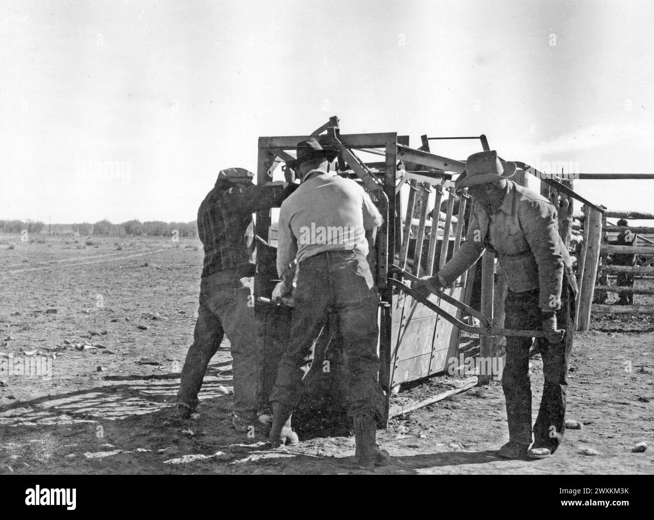 Cow-boys sur un ranch du Wyoming avec un veau ou une vache dans une chute env. 1936-1938 Banque D'Images