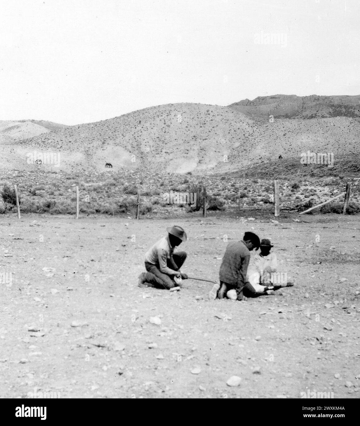 Garçons sur un ranch du Wyoming marquant un veau CA. 1930s ou 1940s. Banque D'Images